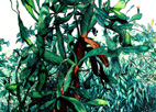 静静生长No.1